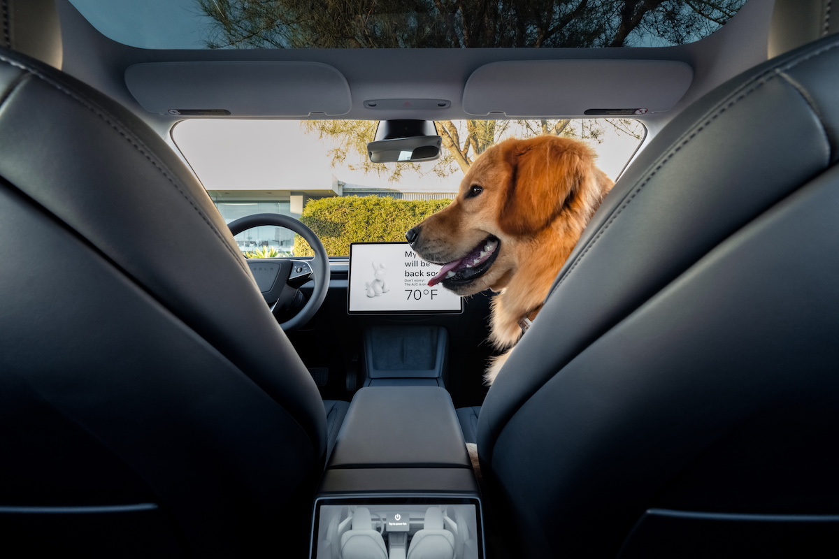Tesla Mode Chien